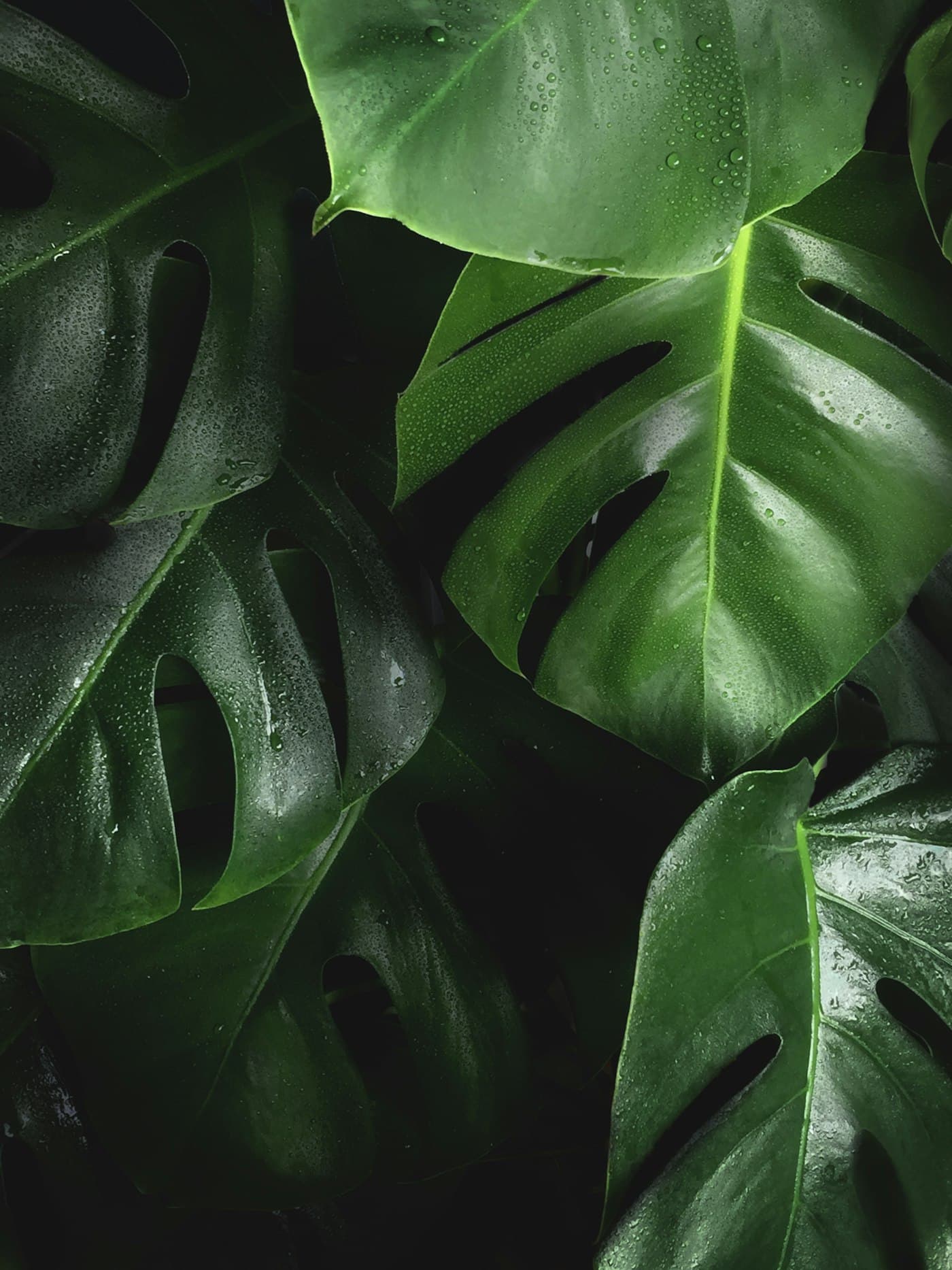 Botanical detail