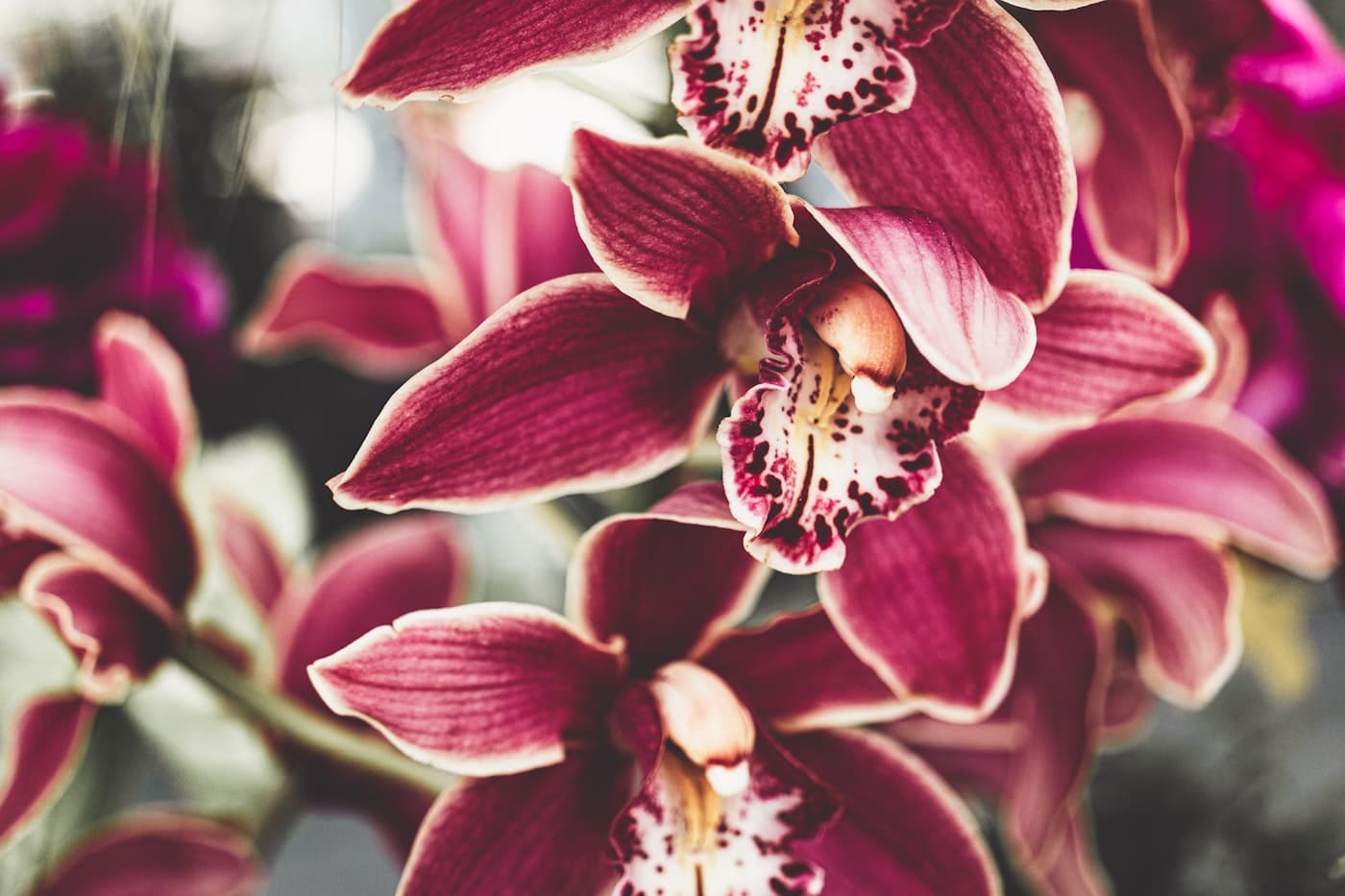 Orchids in the treatment suite